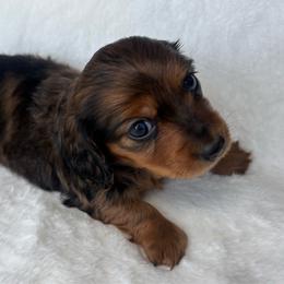 Letta - Dapple female Dachshund puppy in Humphreys, Missouri from Foster’s Dachshunds
