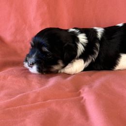 Boy 2 - Black and white Havanese puppy in Anderson, South Carolina from Cralyn's