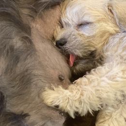 Schnoodle Puppies from Noodle Tings Puppies