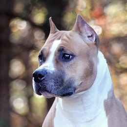Daphne - American Staffordshire Terrier