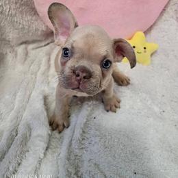 Purple collar girl - Fawn and white female French Bulldog puppy in Howell, Michigan from Jessicah's Frenchies Michigan's French Bulldog Breeder