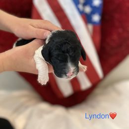 Bernedoodle Puppies from Honey B. Bernedoodles