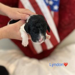 Bernedoodle Puppies from Honey B. Bernedoodles