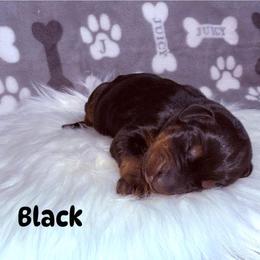 Black - Black and rust male Doberman Pinscher puppy in Louisville, Kentucky from Ruiz Dobermans
