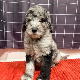 Albus Dunbledre - Merle male Goldendoodle puppy in Houston, Texas from Were The Mack'Doodles