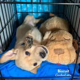 Labrador Retriever Puppies from Gochee Labs