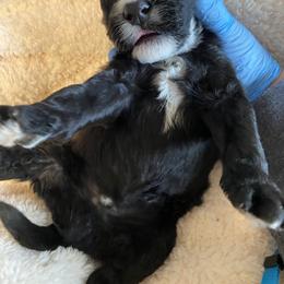 Goldendoodle, Poodle, and Sheepadoodle Puppies from Heavenly Hilltop Farm