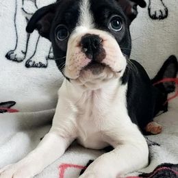 Boston Terriers from Hoo Doo Boston Terriers of North Idaho