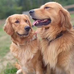 Golden Retriever puppies from Retriever Ranch