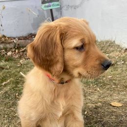 Golden Retrievers from Lakes Area Golden Retrievers