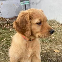 Golden Retrievers from Lakes Area Golden Retrievers