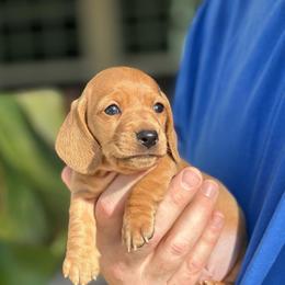 Paul - Red male Dachshund puppy in Palo Cedro, California from RK Doxies