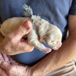 Grey - Light golden male Golden Retriever puppy in Kenosha, Wisconsin from Gail’s Goldens