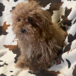 Donner - male Cavapoo puppy in Copan, Oklahoma from J&K Kennels