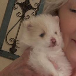 Harrison - Beaver male Pomeranian puppy in Plano, Texas from Madison Park Poms