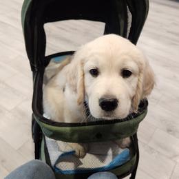 Golden Retriever Puppies from Dandelion Meadows Farm