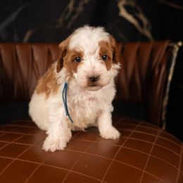 Bernedoodle, Cavapoo, Goldendoodle, and Poodle Puppies from Wasatch Pup