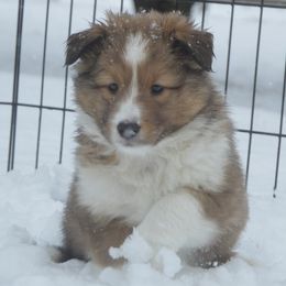 Shetland Sheepdog Puppies from Sunny Shelties
