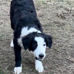 Cidrema - Black and white female Border Collie puppy in Canaan, New Hampshire from Henam Border Collies
