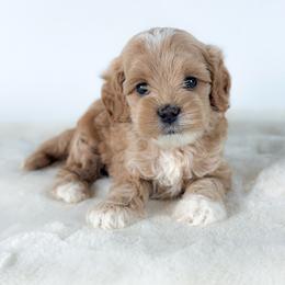 Junie - Cream female Cockapoo puppy in Pledger, Texas from Sugarbear Cockapoos