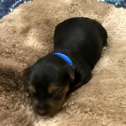 Dark Blue - Black and tan female Yorkshire Terrier puppy in North Las Vegas, Nevada from KD's Yorkshire Terriers
