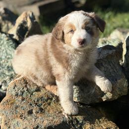 Sixes - Red merle male Miniature Australian Shepherd puppy in North Lakeport, California from Wild Rose Ranch