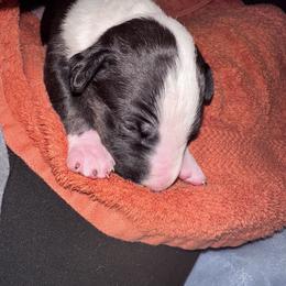 Bonsai - Black brindle and white male Bull Terrier puppy in Springfield, Ohio from Lynn Hill Bull Terriers
