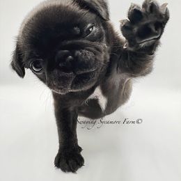 Pimp - Pug