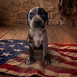 Girl 3 - female Catahoula Leopard Dog puppy in Greenwood, Delaware from OpenGate Catahoulas