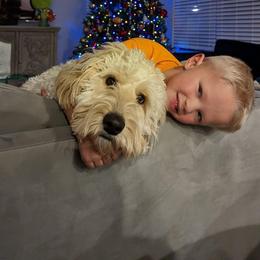 Assorted Doodle Crosses and Goldendoodle Puppies from Wake Forest Darling Doodles