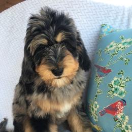 Nebula - female Australian Mountain Doodle puppy in Blairstown, Missouri from Shepherd Hill Doodles