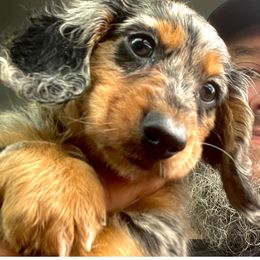 Dachshund Puppies from Ultimate_Doxies