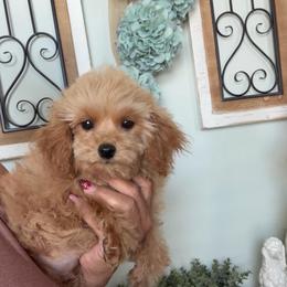 Sir Eli - Apricot male Maltipoo puppy in Southern,, California from Maltipoo Tiny Pups & More