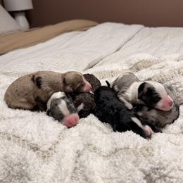 Australian Mountain Doodle puppies from Melrose Mountain Farm