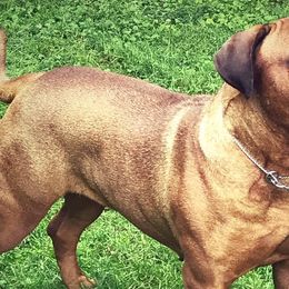 Bullmastiffs and German Shepherds from Boulder Ridge Kennels