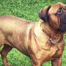 Bullmastiffs and German Shepherds from Boulder Ridge Kennels