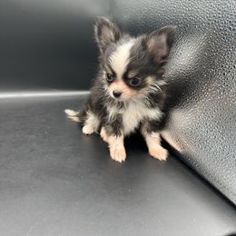 Demon - Black and tan male Chihuahua puppy in Palmyra, Indiana from Country Star Chihuahuas
