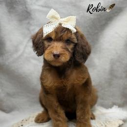 Robin - Phantom female Goldendoodle puppy in Williamson, New York from Lakeside Doodles