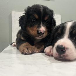 Bernedoodle Puppies from Cove Creek Companions