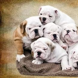 Bulldogs from englishbulldogsOK!