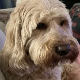 Baxter - Australian Labradoodle