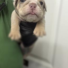 Lambo - Lilac tri-color male Bulldog puppy in Marysville, Washington from English Bulldogs WA