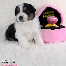 Cherish - Black tri-color female Australian Shepherd puppy in Jonesborough, Tennessee from Lotus Australian Shepherds