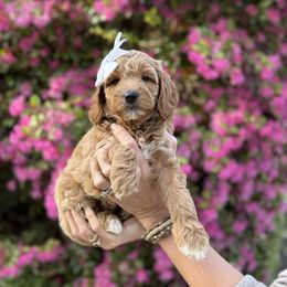 Goldendoodle Puppies from Glittering Grace Goldendoodles