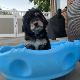 Bernedoodle and Poodle Puppies from Doggy Darlins