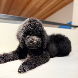 Annalise Keating - Black female Goldendoodle puppy in Houston, Texas from Were The Mack'Doodles