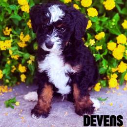 Devens - Tri-color male Bernedoodle puppy in Gilbert, Arizona from Safe Havynn Doodles
