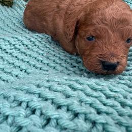 Oreo - Red  male Poodle puppy in Utica, Ohio from Poodle Me Crazy