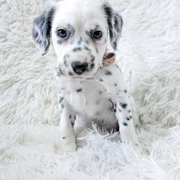 Persephone- long coat - White and black female Dalmatian puppy in Gray, Georgia from Fuller Spots