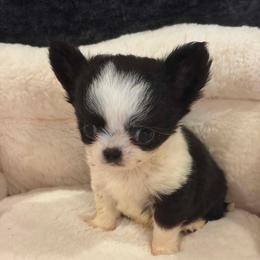 Koi micro mini little guy - Black and white male Chihuahua puppy in Springfield, Missouri from Casadelopez Tails